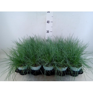 Festuca glauca 'Compacta Blue'