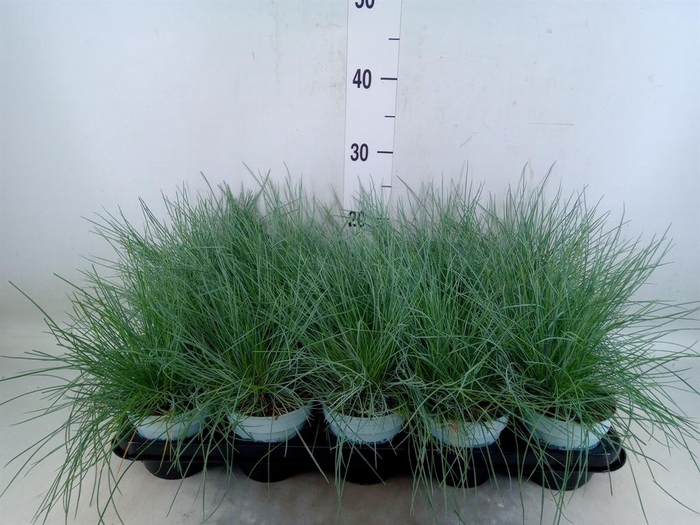 <h4>Festuca glauca 'Compacta Blue'</h4>
