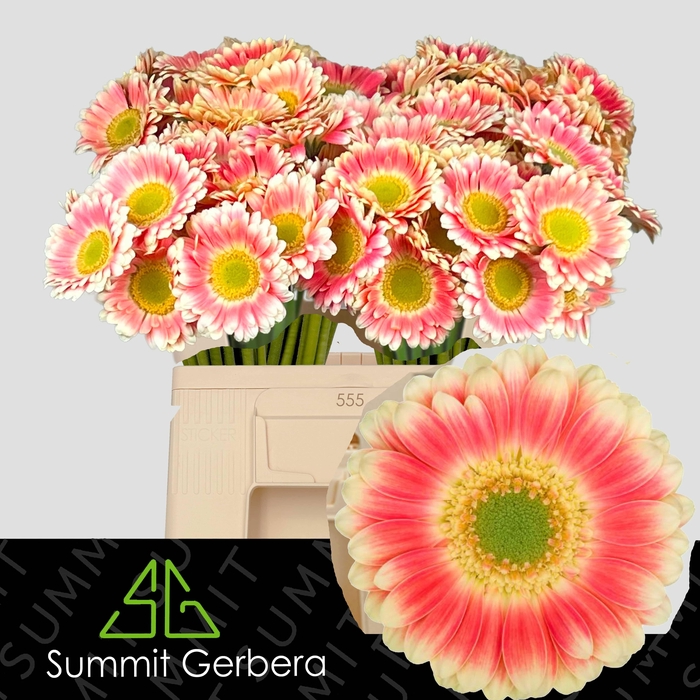 <h4>GE MI TOMPOUCE</h4>