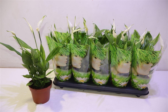 <h4>arr8 Spath Alana</h4>