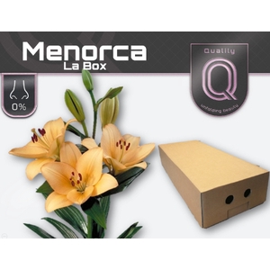 LI LA MENORCA LA BOX 4+