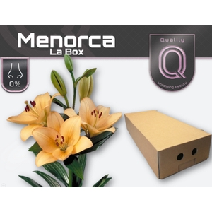 LI LA MENORCA LA BOX 5+