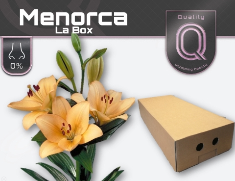 <h4>LI LA MENORCA LA BOX 4+</h4>