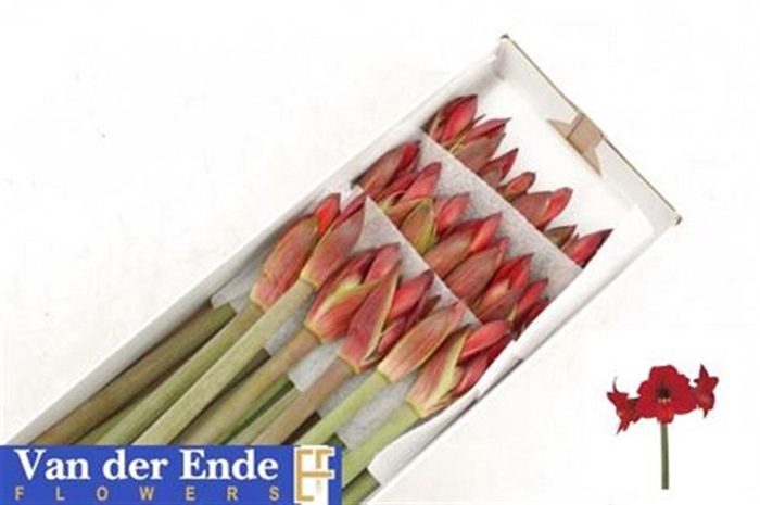 <h4>Hipp Rapido</h4>