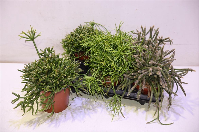 <h4>arr8 Rhipsalis Gem</h4>