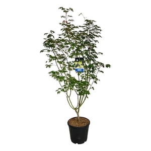 Acer Arctic Jade ®