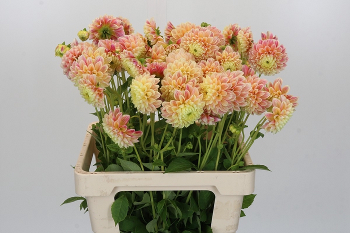 <h4>Dahlia Sweet Suzanne</h4>