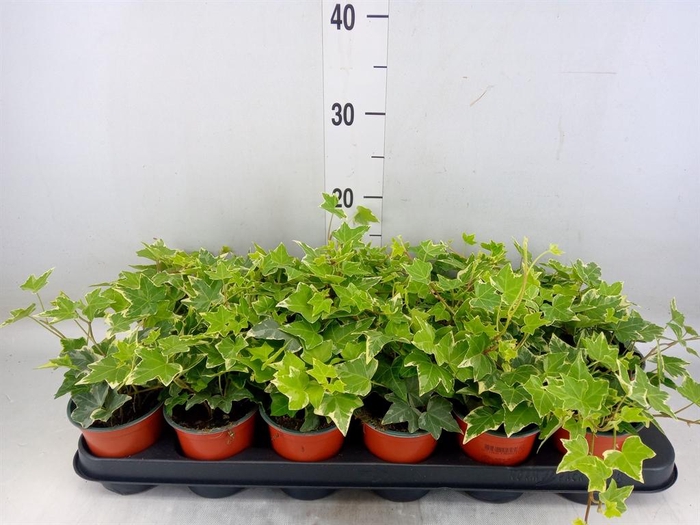 <h4>Hedera helix 'Eva'</h4>