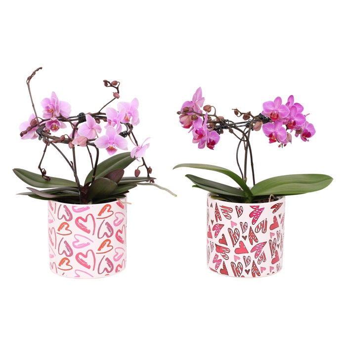 <h4>Phal. Multi vorm mix "Blossoming Beauty" in keramiek BGC026</h4>