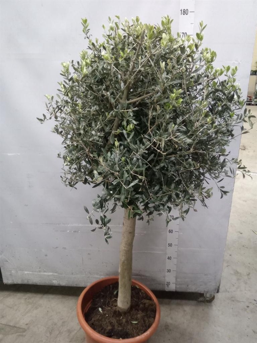 <h4>Olea europaea</h4>