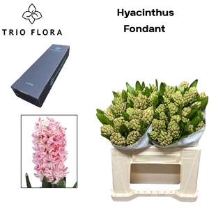 HYAC FONDANT Large Box 150