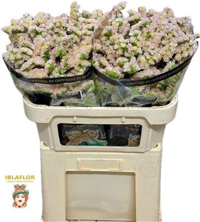 Lim S Apricot Sun Birds