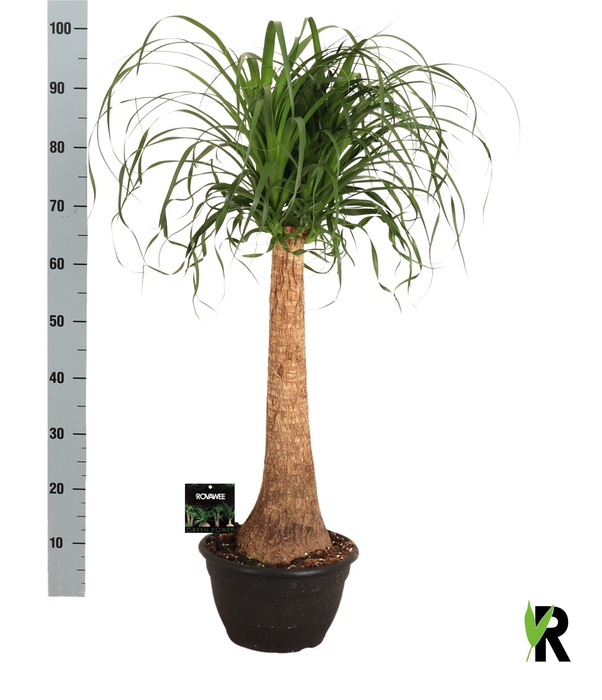 <h4>BEAUCARNEA RECUR</h4>