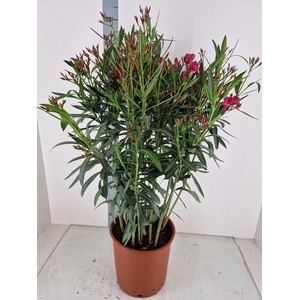 NERI OLEANDER
