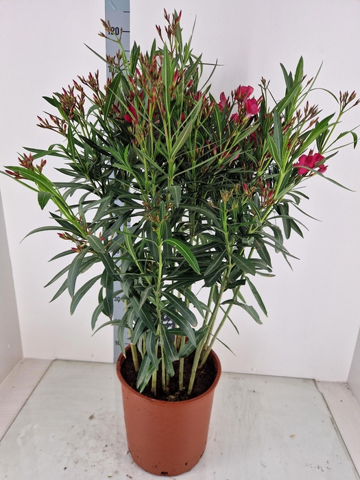 <h4>NERI OLEANDER</h4>