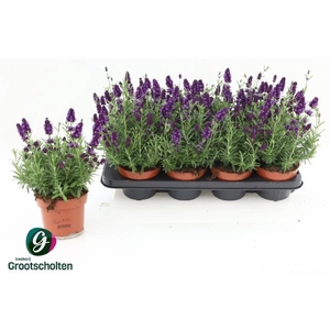 LAVANDULA HIDCOTE P13