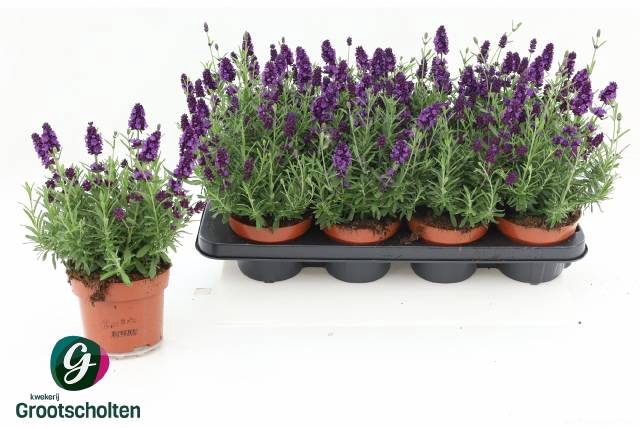 <h4>LAVANDULA HIDCOTE P13</h4>