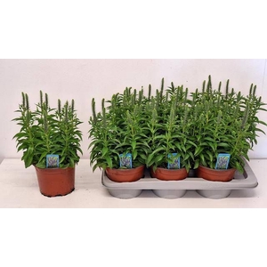 VERO SPICATA