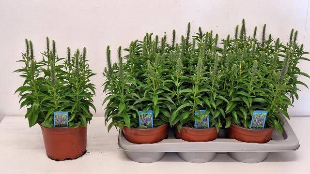 <h4>VERO SPICATA</h4>
