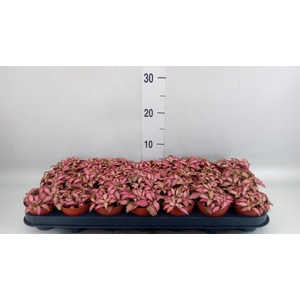 Fittonia  'Mosaic Pink Forest Flam'