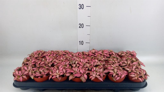 <h4>Fittonia  'Mosaic Pink Forest Flam'</h4>