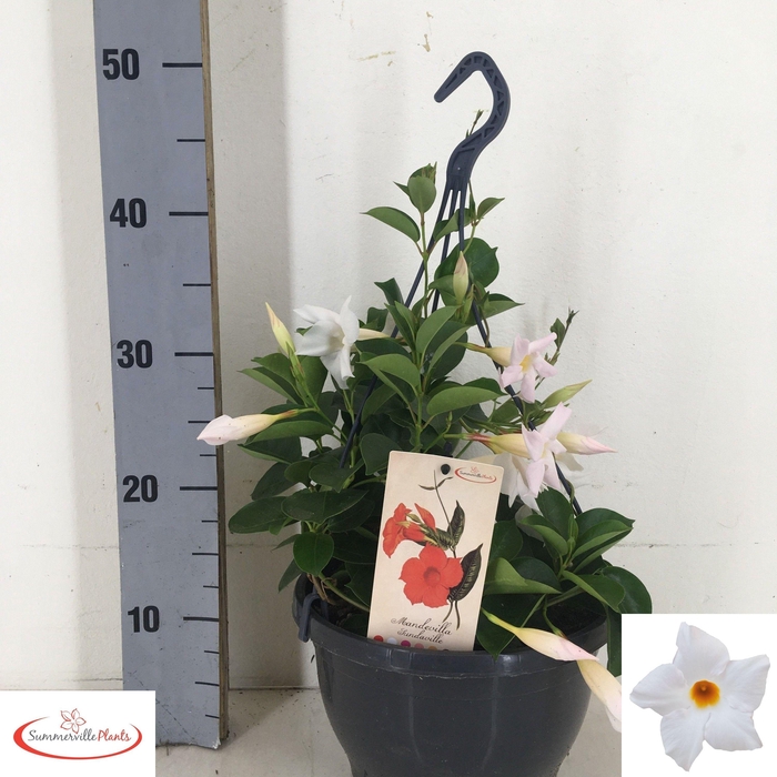 <h4>MANDE SUN WHITE</h4>