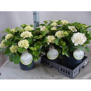 Hydrangea mac.   ...