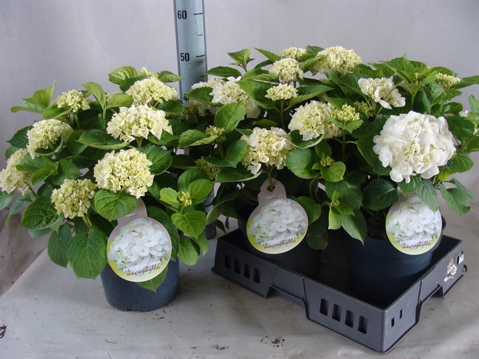 <h4>Hydrangea mac.   ...</h4>
