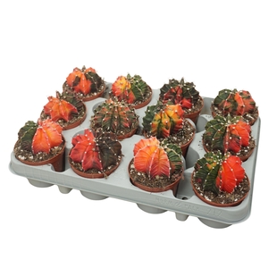 Gymnocalycium mihanov. ...