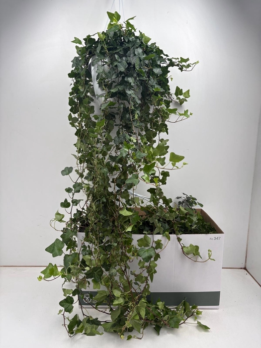 <h4>HED HE WONDER</h4>