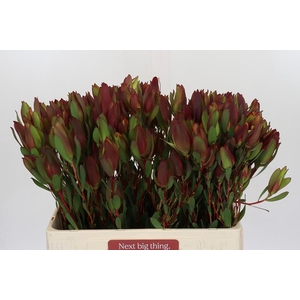 Leucadendron Senorita Spray