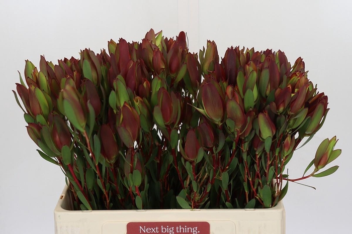 <h4>Leucadendron Senorita Spray</h4>