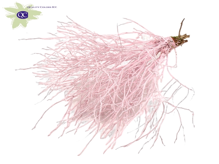 Huckelberry per bunch Light Pink