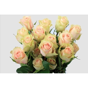 Rosa ec frutetto