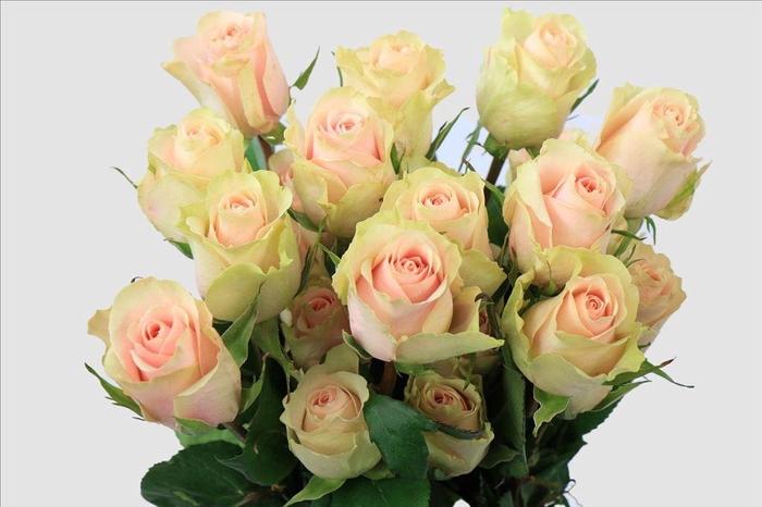 <h4>Rosa ec frutetto</h4>
