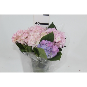 HORTENSIA 040 CM