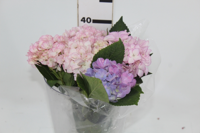 <h4>HORTENSIA 040 CM</h4>