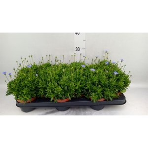 Felicia amell. 'Felicitara Blue'