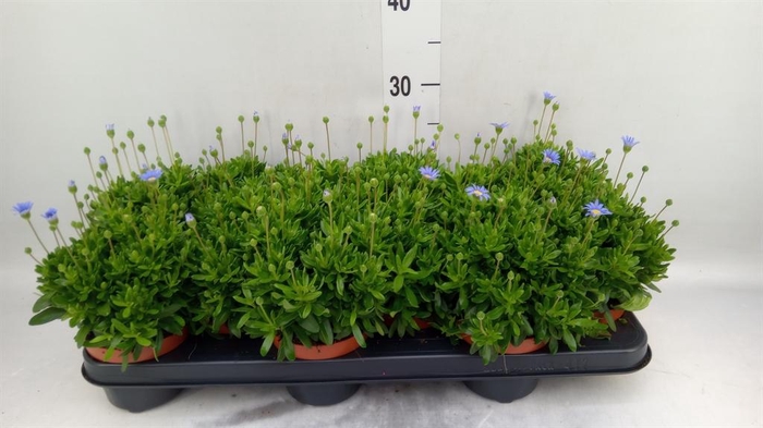 <h4>Felicia amell. 'Felicitara Blue'</h4>