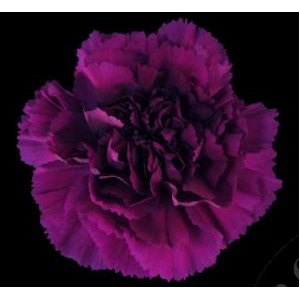 Di St Yukary Violet