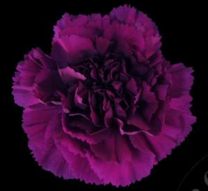 <h4>Di St Yukary Violet</h4>