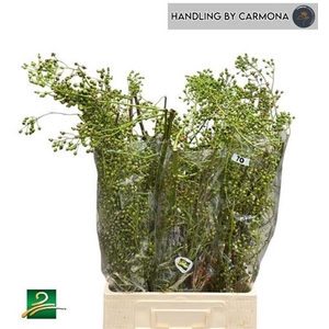 Rosa Corallo 70cm