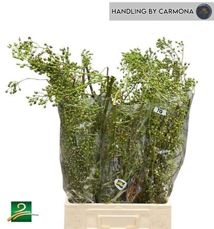 <h4>Rosa Corallo 70cm</h4>