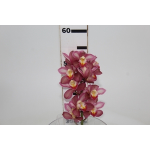 CYMBIDIUM HT MIN 12 FLS ROSA ESCURO