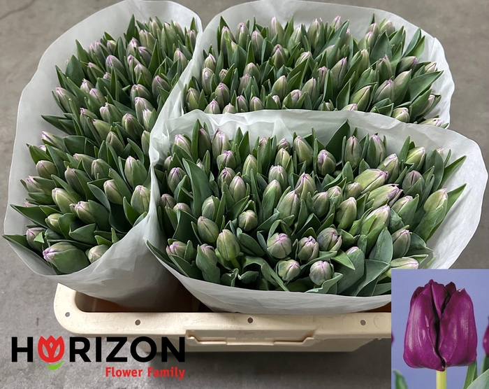 <h4>TU EN SAIGON</h4>