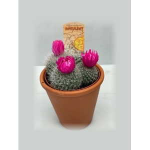 CACTUS VERSIERD