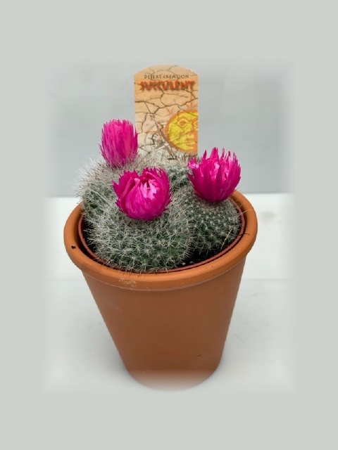 <h4>CACTUS VERSIERD</h4>