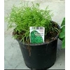 Anethum graveolens