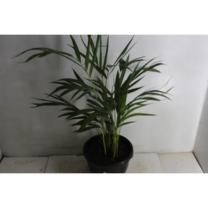 ARECA BAMBU P24