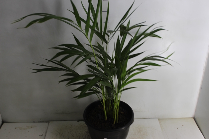 ARECA BAMBU P24